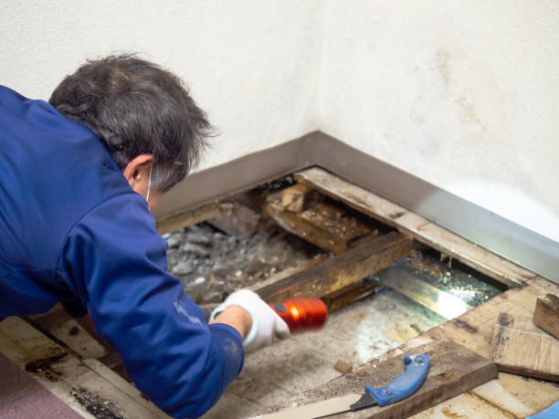 Best Mold Remediation Experts  in Tyrone, PA