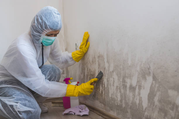 Best Toxic Mold Removal  in Tyrone, PA