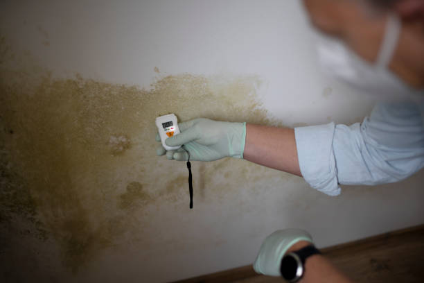 Best Fast Mold Removal  in Tyrone, PA