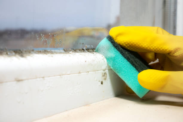 Best Affordable Mold Removal  in Tyrone, PA