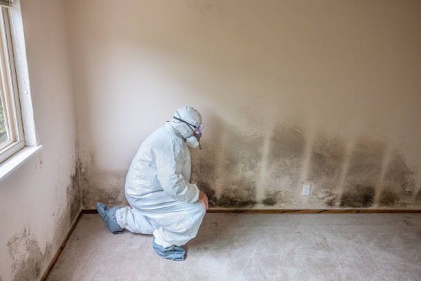 Best Attic Mold Removal  in Tyrone, PA