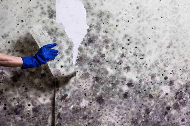 Best Mold Testing  in Tyrone, PA